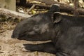 Malayan Tapir Tapirus indicus lies on the ground Royalty Free Stock Photo