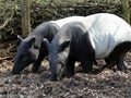 Malayan tapir Royalty Free Stock Photo