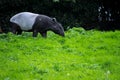 The Malayan tapir, Tapirus indicus Royalty Free Stock Photo