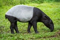 Malayan Tapir resting on the grass. Royalty Free Stock Photo