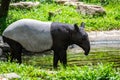 Malayan tapir in Thailand