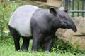 Malayan Tapir, THailand