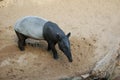 Malayan tapir at the zoo