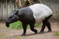 Malayan tapir (Tapirus indicus). Royalty Free Stock Photo