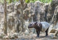 Malayan tapir in the zoo of Thailand