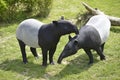 Malayan tapirs on grass Royalty Free Stock Photo