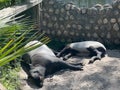 Malayan tapirs resting in zoo enclosure. Royalty Free Stock Photo