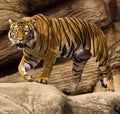 Malayan Tiger Royalty Free Stock Photo