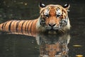 Malayan Tiger (Panthera Tigris Jacksoni) Royalty Free Stock Photo
