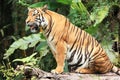 Malayan Tiger Royalty Free Stock Photo