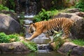 MALAYAN TIGER Royalty Free Stock Photo