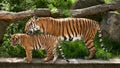 Malayan tiger, mother with kitten