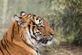 Malayan tiger close-up portrait on blurred green background Royalty Free Stock Photo