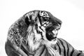 Male Malayan tiger Panthera tigris jacksoni detailed portrait in black and white Royalty Free Stock Photo