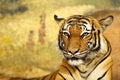 The Malayan tiger Panthera tigris jacksoni, Malayan harimau, portrait of an adult female. Head of a rare tiger on a yellow Royalty Free Stock Photo