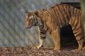 Malayan Tiger - Panthera tigris jacksoni Royalty Free Stock Photo