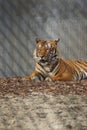 Malayan Tiger - Panthera tigris jacksoni Royalty Free Stock Photo