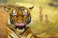 The Malayan tiger Panthera tigris jacksoni, Malayan harimau, portrait of an adult female with her tongue sticking out. Head of a Royalty Free Stock Photo