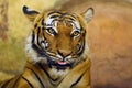 The Malayan tiger Panthera tigris jacksoni, Malayan harimau, portrait of an adult female with her tongue sticking out. Head of a Royalty Free Stock Photo