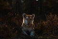 Male Malayan tiger Panthera tigris jacksoni portrait at sunset Royalty Free Stock Photo