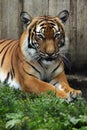 Malayan tiger (Panthera tigris jacksoni). Royalty Free Stock Photo