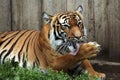 Malayan tiger (Panthera tigris jacksoni). Royalty Free Stock Photo