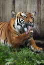 Malayan tiger (Panthera tigris jacksoni). Royalty Free Stock Photo