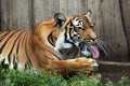 Malayan tiger (Panthera tigris jacksoni). Royalty Free Stock Photo