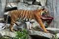 Malayan tiger (Panthera tigris jacksoni). Royalty Free Stock Photo