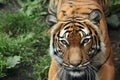 Malayan tiger (Panthera tigris jacksoni). Royalty Free Stock Photo