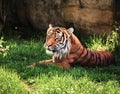 The Malayan Tiger Royalty Free Stock Photo