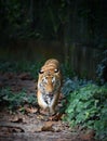 Malayan tiger Royalty Free Stock Photo