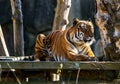 Malayan tiger . Wildlife animal.