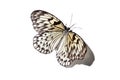 Malayan tree nymph butterfly on white Royalty Free Stock Photo