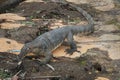 A malayan water monitor devouring a bird