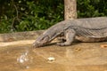 Malayan Water Monitor Lizard, Varanus salvator, drinking water from a puddle on the road