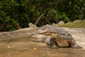 Malayan Water Monitor Lizard, Varanus salvator, in Sungei Buloh Wetland Reserve