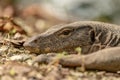 Malayan Water Monitor Lizard, Varanus salvator, in Sungei Buloh Wetland Reserve