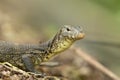 Malayan Water Monitor Lizard, Varanus salvator, in Sungei Buloh Wetland Reserve