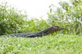 Malayan Water Monitor Lizard (Varanus salvator)