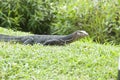 Malayan Water Monitor Lizard (Varanus salvator) Royalty Free Stock Photo