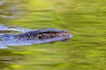 Malayan Water Monitor, Varanus salvator, swimming