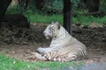 Malayan white tiger resting Royalty Free Stock Photo