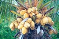Malayan Yellow Dwarf (MYD) Coconuts