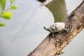 Malayemys turtle sunbathing Royalty Free Stock Photo
