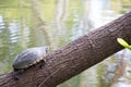 Malayemys turtle unbathing Royalty Free Stock Photo