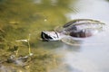 Malayemys turtle in water Royalty Free Stock Photo