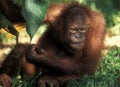 Endangered species in Borneo: Orang Utan at Sepilok Royalty Free Stock Photo