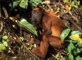 Endangered species: Orang Utan in Borneo Royalty Free Stock Photo