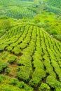 Cameron valley malaysia tea plantations panorama with workers on Royalty Free Stock Photo